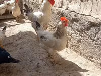 Chickens — عکس 2