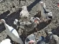 Turkeys — foto 1