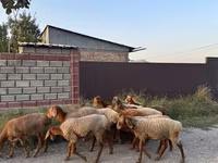 میش, گوسفند — عکس 8