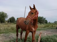 Hengst, Russian Don — Foto 2