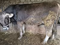 Býk, Swiss cattle — foto 3