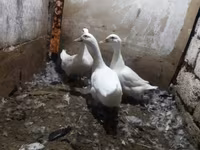 Ducks — Foto 1