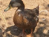 Ducks — foto 1