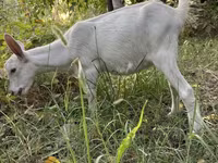 بز نر, Saanen goat — عکس 5
