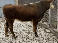 암소, Simmental cattle — 사진 5