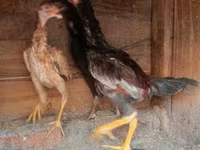 Chickens — عکس 2