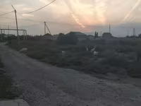 بز ماده, بز — عکس 6