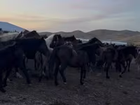Kuda betina, Kazakh horse — foto 4