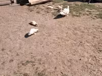 Ducks — Foto 4