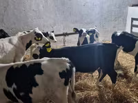 Бух, Russian Black pied cattle — 3 зураг
