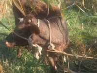 مادیان, Kyrgyz Horse — عکس 2