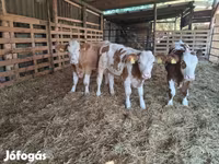 วัวตัวผู้, Simmental cattle — รูปภาพ 2