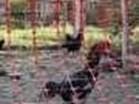 Chickens — foto 6
