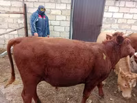 ষাঁড়, Simmental cattle — ছবি 2