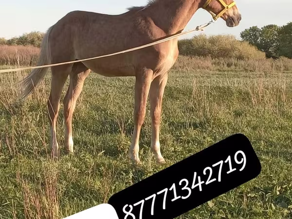 Кінь, Anglo-Arabian