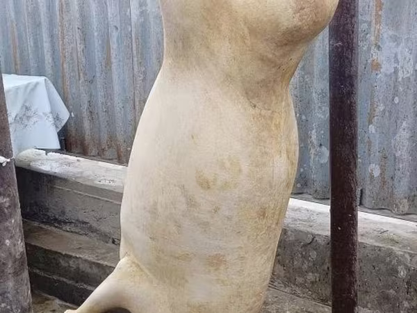 قوچ, گوسفند
