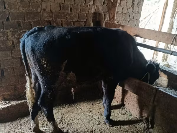 گاو نر, آبرادین-آنگوس