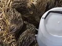 Quails — fotografija 2