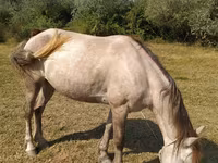 Hingst, Heste — foto 5