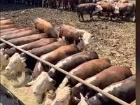 Bull, Cattle — photo 1