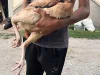 Chickens — foto 2