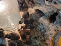 Chickens — عکس 2