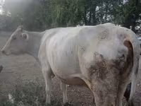 Krava, Swiss cattle — fotografija 2