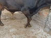 วัวตัวผู้, Swiss cattle — รูปภาพ 2