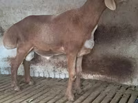 Kambing jantan, Arashan sheep — foto 2