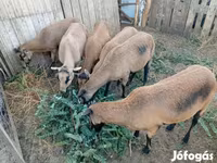 Biri-biri betina, Cameroon sheep — foto 3