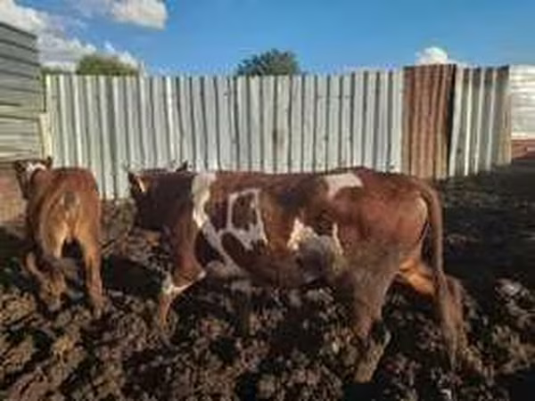 Lo’, Red Steppe Cow