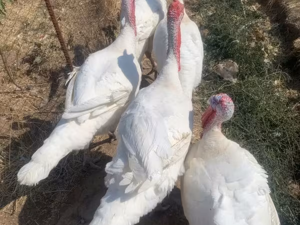 BIG 6