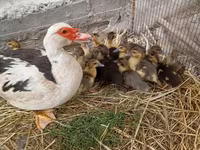 Domestic Muscovy — sawirka 2