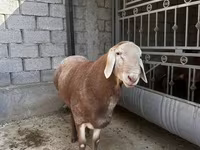 雄羊, Arashan sheep — 写真 3