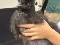 Silkie — foto 1