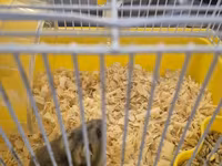 Cırtdan hamster qəfəsi ilə birgə - Növlə: cırtdan (dwarf) hamster — รูปภาพ 4