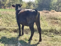 İnek, Alatau ırkı — foto 3