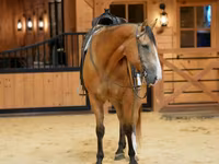Ձի, Quarter Horse — լուսանկար 3
