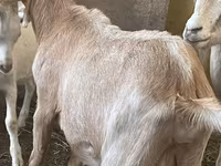 Cabras (lote, sexo não especificado), Alpine goat — foto 3