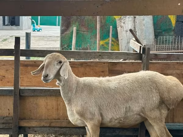 Qoyun, Arashan sheep