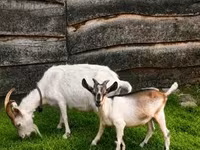 ወንድ ፍየል, Goats — ፎቶ 3
