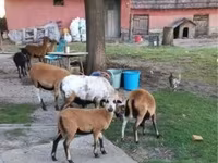 Ovelha, Cameroon sheep — foto 3