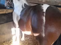 Hingst, Heste — foto 7