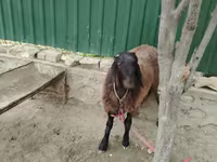 قوچ, گوسفند — عکس 5