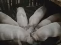 หมูป่าตัวผู้, หมู — รูปภาพ 2