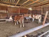 گاو نر, Simmental cattle — عکس 3