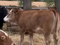 گاو ماده, Simmental cattle — عکس 4
