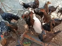ሃምቡርግ — ፎቶ 1