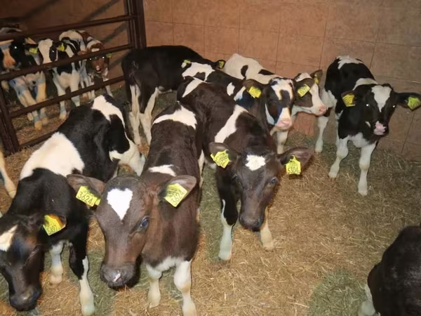 گاو و گوساله (گروه، جنسیت مشخص نشده), Russian Black pied cattle