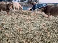 Krava, Simmental cattle — foto 2